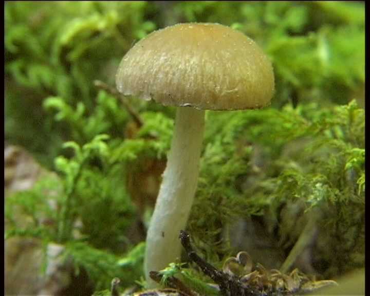 Psathyrella gossypina